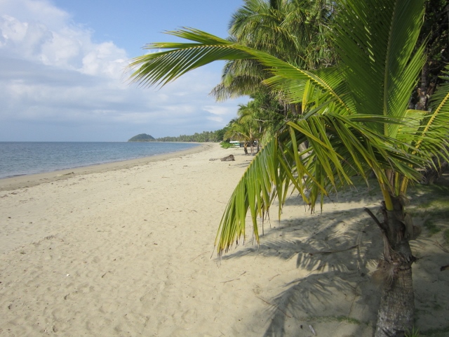 Het strand met palmen